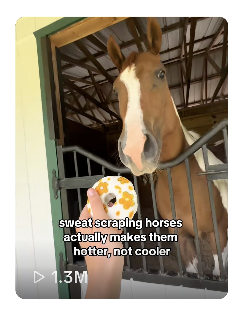 Screenshot of Juliette's TikTok video with 1.3 million views, captioned: sweat scraping horses actually makes them hotter, not cooler